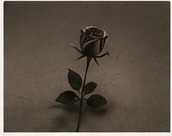 Romance genre atmosphere